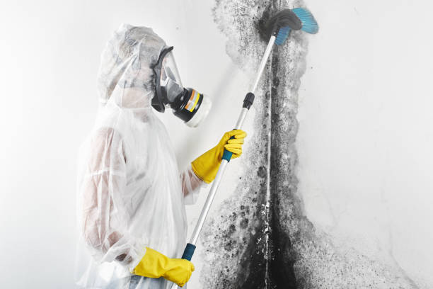 Best Basement Mold Removal  in Granville South, OH