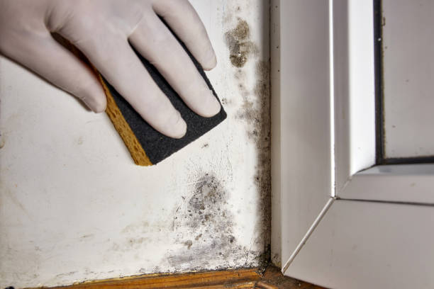 Best Mold Prevention Services  in Granville South, OH